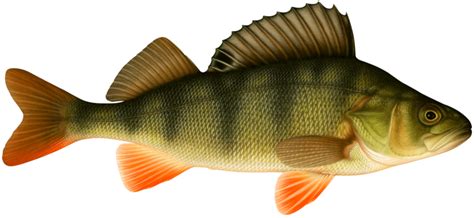 abborre kvicksilver