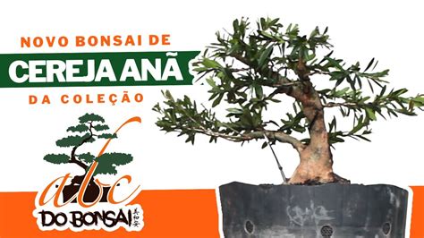 Abc Do Bonsai