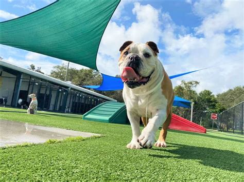 abcKam.com : Pet Paradise : Ormond Beach : Play Area 1