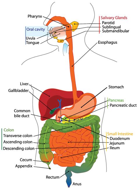 Abdomen And Digestive System Diagrams Normal Anatomy E Labeled Diagram Of The Digestive System - Labeled Diagram Of The Digestive System