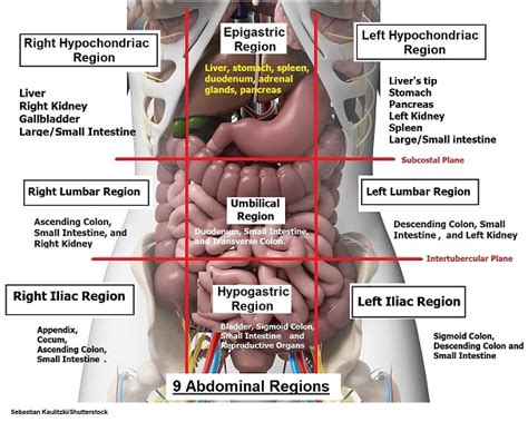 Abdominal 9 Regions