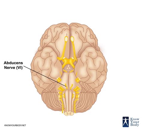 Abducens Cranial Nerve