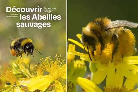 abeilles sauvages