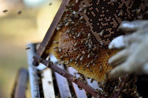 abelhas ataque mortal adobe
