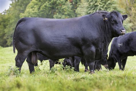 Aberdeen Angus Cattle