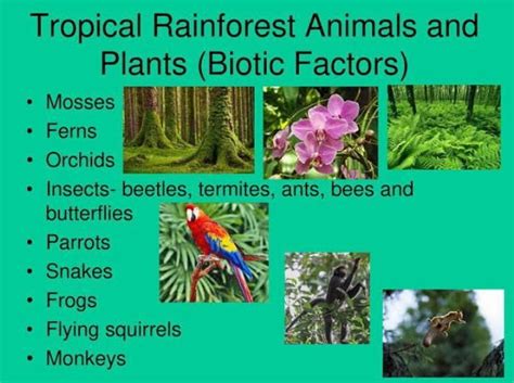 Abiotic Components Of A Rainforest