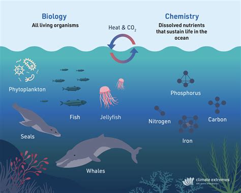 Abiotic Features Of The Ocean