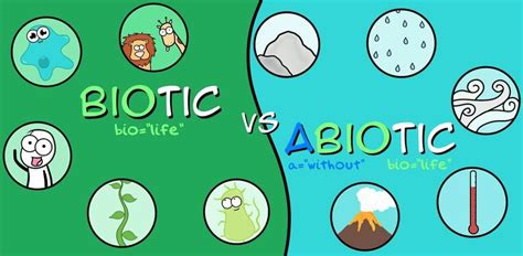 Abiotic Vs Biotic For Kids Pdf Doc Net Abiotic Vs Biotic Worksheet - Abiotic Vs Biotic Worksheet