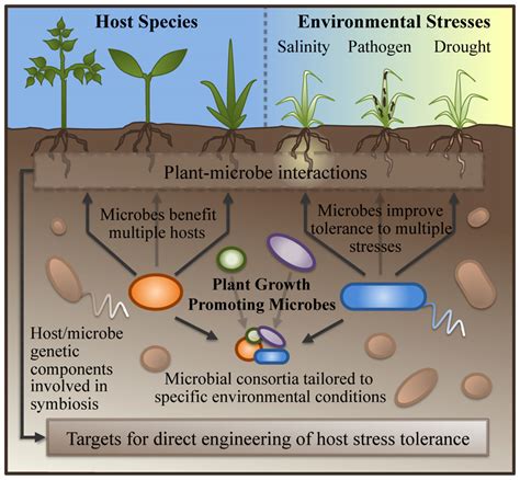 Read Online Abiotic Stress Tolerance In Crop Plants Breeding And Biotechnology 
