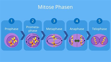 Ablauf Der Mitose
