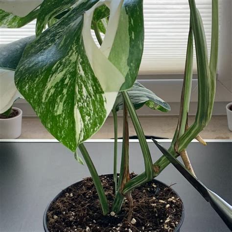 ableger monstera pflanze
