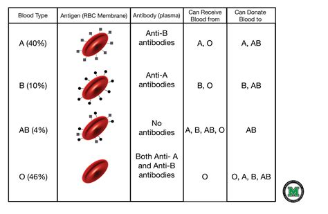 Abo Blood Group Worksheet Abo Blood Types Rh Blood Types Worksheet Middle School - Blood Types Worksheet Middle School