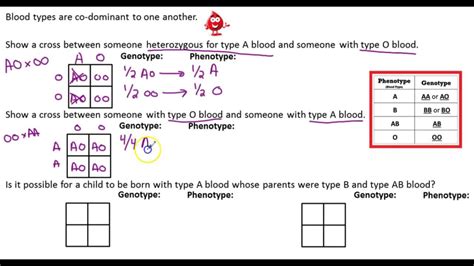 Abo Blood Types Practice Problems Answers