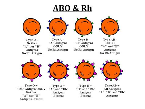 Abo Rh Group