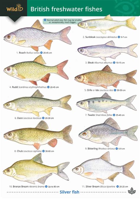 about fish a guide for children
