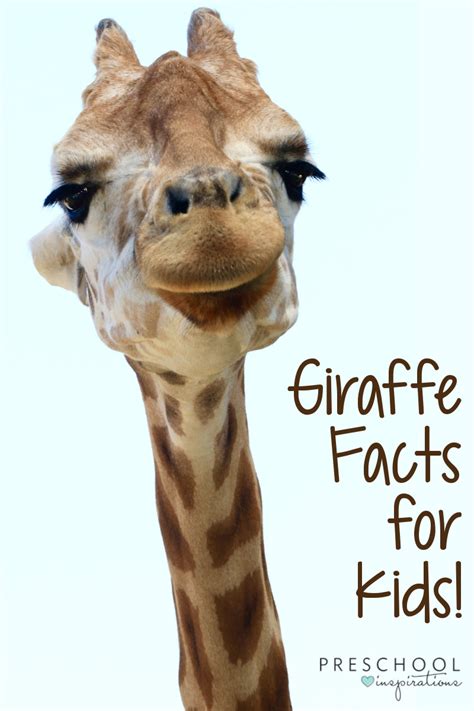 About Giraffe Giraffe Kindergarten - Giraffe Kindergarten