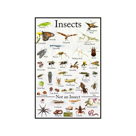 About Insects A Guide For Children