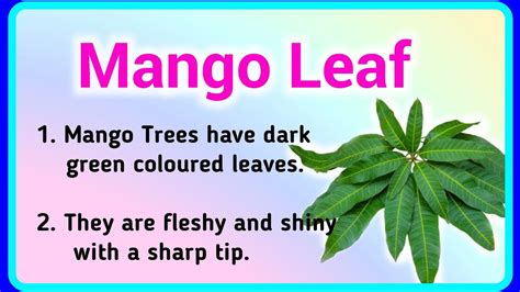 about mango leaf in english