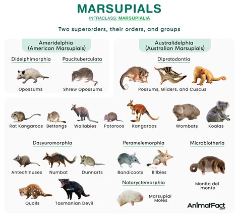 About Marsupials A Guide For Children The About S