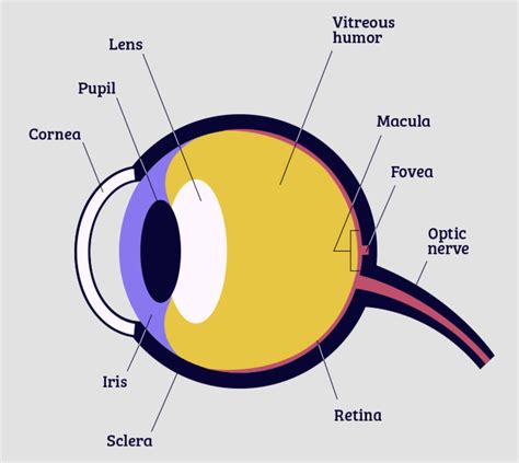 About The Eye National Eye Institute Eye Diagram For Kids - Eye Diagram For Kids