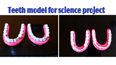 About Us Mdash Teeth For Science Science Of Teeth - Science Of Teeth