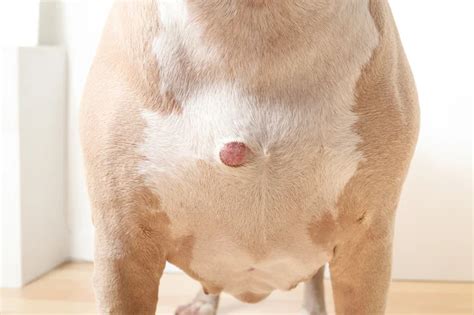 Abscesso Em Cachorro