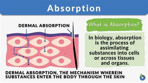 Absorption Definition And Examples Biology Online Dictionary Absorption Science - Absorption Science