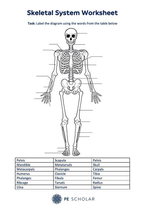 Access The Skeletal System Worksheet For Pe Lessons Skeleton System Worksheet - Skeleton System Worksheet