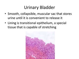 Accommodate Stretching Of The Urinary Bladder