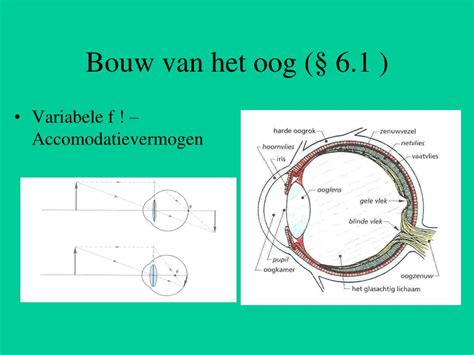 accommodatievermogen