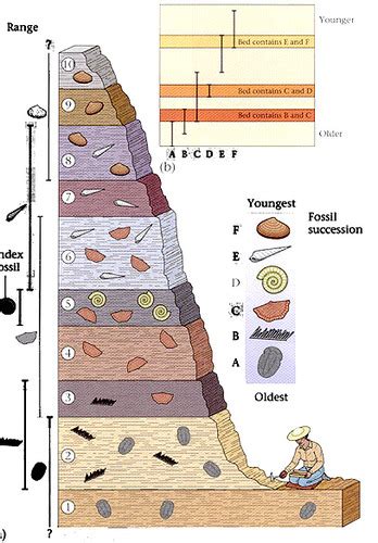 accuracy of fossils and gay dating methods quizlet