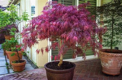acer tree in pot