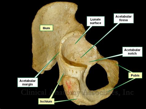 Acetabulum Plural