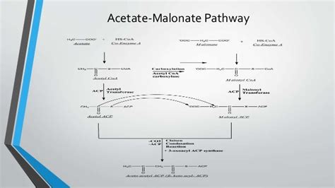 Acetate Malonate Pathway Ppt