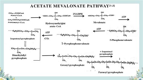 Acetate Mevalonate Pathway