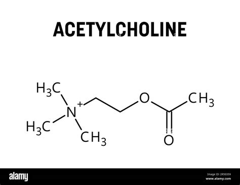 Acetylcholine