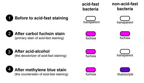 Acid Fast Staining