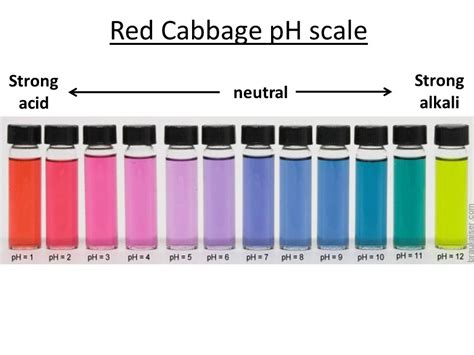 Acids And Bases Red Cabbage Indicator Experiments Byju Red Cabbage Indicator Experiment Worksheet - Red Cabbage Indicator Experiment Worksheet