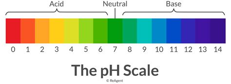 Acids Bases And The Ph Scale Crossword Puzzle Ph Scale Worksheet Middle School - Ph Scale Worksheet Middle School