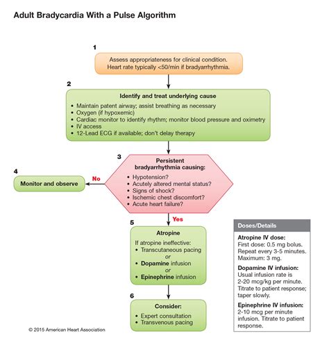 Acls Bradycardia Algorithm