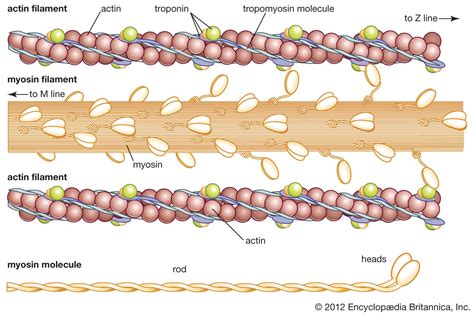Actin Filaments