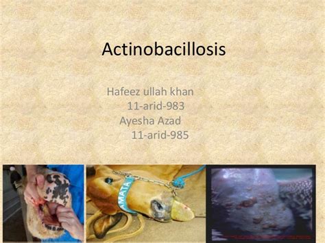 actinobacillosis in cattle pdf