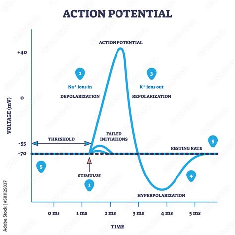Action Potential Diagram