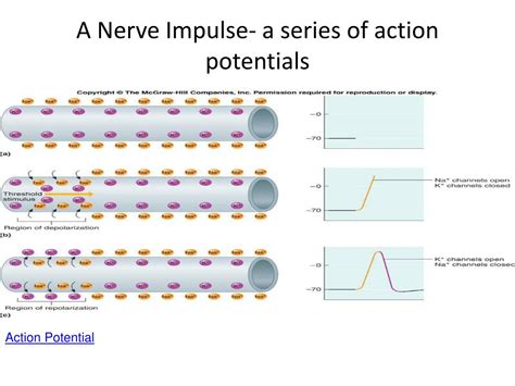 Action Potential Nerve Impulse And Refraction
