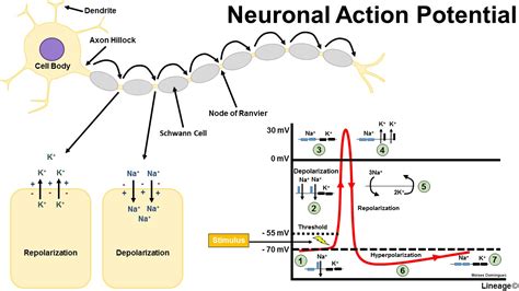 Action Potential Step By Step