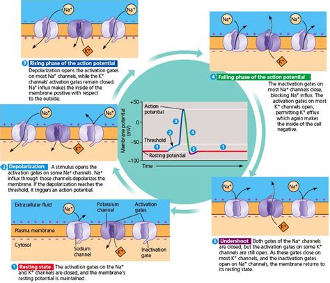 Action Potential Steps Diagram
