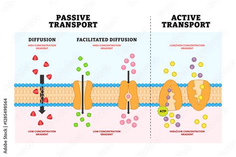 Active And Passive Transport