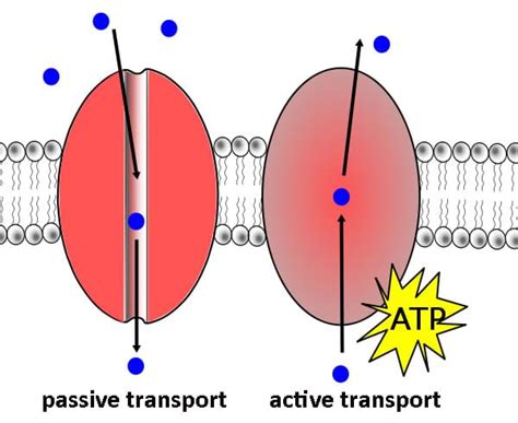 Active And Passive Transport Red Rover Send Particles Cell Membrane Movement Worksheet - Cell Membrane Movement Worksheet