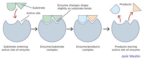 Active Site Diagram