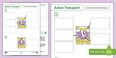 Active Transport Worksheet Teacher Made Twinkl Active Transport Worksheet Answers - Active Transport Worksheet Answers